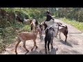 ജോസഫ് അച്ചായൻ്റെ ആട് വളർത്തൽ goat farming malayalam malabari goat farm in kerala മലബാറി ആട് ഫാം