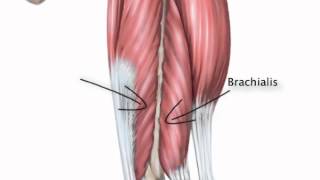 Chapter 10   Muscle Attachments