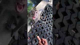 Shocked Monkey #foryou #funny #funnyanimal #monkey #funnymonkey