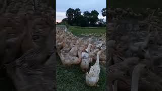 DUCK WENT OUTSIDE OF THE CAVE #short #shortvideo