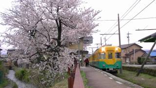 桜満開の大庄駅