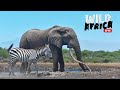 Explore The African Savanna - Wild Africa LIVE