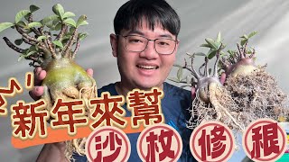 沙漠玫瑰提根｜修根｜換盆｜調配介質