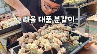 다육맨 : 라울 왕대품 분갈이 해보겠습니다!!![2022.03.03]