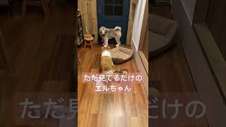 【コーギーと雑種犬】ボール遊びの差#shorts #コーギー #雑種犬 #保護犬