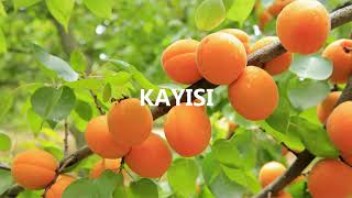 MEYVELER (FRUITS) - TÜRKÇE VE İNGİLİZCE (TURKISH AND ENGLISH)