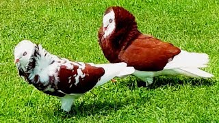 Altholländische Kapuziner Tauben ♡, im Garten ♡, Old dutch Capuchine Pigeons ♡, in Garden ♡,