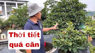 Thời tiết 12-12 âm lịch 2024 quá căn cho vụ mai tết năm nay