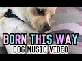 Lady Gaga - Born This Way | Dog Music Video