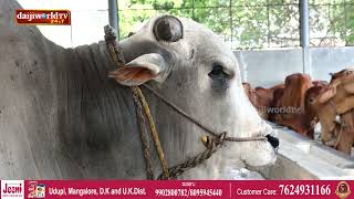 ಧರ್ಮಸ್ಥಳ ಗೋಶಾಲೆ ಸೇರಿದ ಪುಂಗನೂರು ಹಸು- ವೈಶಿಷ್ಟ್ಯ ಏನು ಗೊತ್ತಾ?│Daijiworld Television