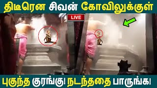 திடீரென சிவன் கோவிலுக்குள் புகுந்த குரங்கு! Monkey visits temple! | Monkey | Temple | Sivan | Kovil