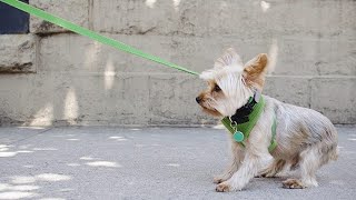 Stop Dog Leash Pulling: Walk Your Dog With Ease.