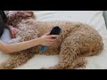 asmr brushing and petting my dog ♡ 🐶