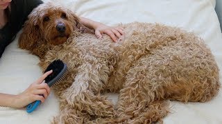 ASMR - Brushing and Petting My Dog ♡ 🐶