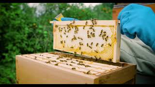 Why and How We Save Bees
