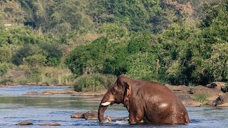 അതിരപ്പിള്ളി പുഴയിൽ നീരാട്ടിനുഇറങ്ങിയ കൊമ്പൻ Wild athirappilytourism #athirappillyplantationelephant