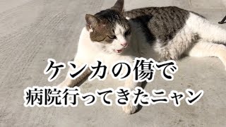 【地域猫】サクラくんのケンカ傷が悪化。病院で洗浄して縫ってもらいました。