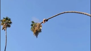 how’s this guy still alive after cutting palm tree