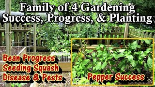 Family of 4 Vegetable Gardening E-6: Pests \u0026 Diseases, Peppers Recovered, Seeding Squash, \u0026 Eggplant