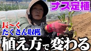 【美味しい茄子がたくさん長期間採れます】無農薬・有機栽培でピカピカの茄子を作る！【定植】