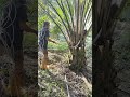 X ini di pantau anggota pruning takut gundul lagi sawit saya