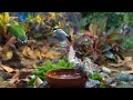 Perfect Relaxation  1 Hour Relaxation Video For Cats To Watch Bird  CatTV Central