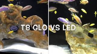 Power GLO T8 lights Versus Marineland LED