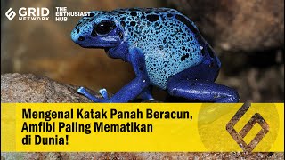 Mengenal Katak Panah Beracun, Amfibi Paling Mematikan di Dunia!