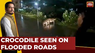 Cyclone Michaung News Updates: Crocodile Seen On Flooded Roads Of Chennai | India Today News