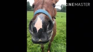 Ponyhof Fischerhütte Himmelfahrt 2019 ❤️❤️❤️