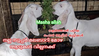 വളർത്താൻ അനുയോജ്യമായ ആടുകൾ വില്പനക്ക്🐑വെളുത്ത മോഴ ആടുകൾ🐑വാങ്ങാം വളർത്താം#goatfarming