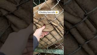 Shaumbay the lion and his cute rolls! #endangeredspecies #bigcatconservation #wildlife #zookeeper