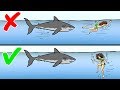 13 Tips on How to Survive Wild Animal Attacks 13 Tips on How to Survive Wild Animal Attacks