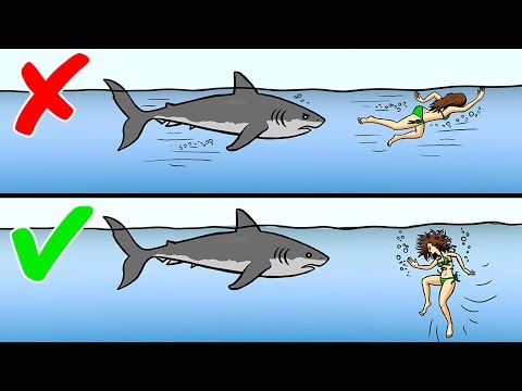 13 Tips on How to Survive Wild Animal Attacks 13 Tips on How to Survive Wild Animal Attacks