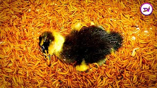 Duck Vs Mealworms/12,000 superworms eating live ducks/mealworm[4k]time lapse