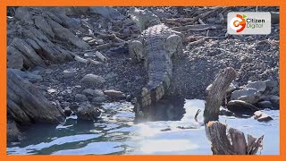 How Baringo learners are forced to wade through a crocodile-infested lake to access school