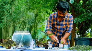How To Plant Budget Aquatic Plants | live plants easy growing Tips | Aqua Planet Telugu