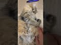 【可愛い猫】スコティッシュフォールドの立ち耳さん