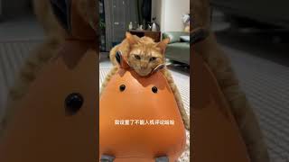 人机评论是啥呀？類萌宠vlog 橘猫 铲屎官的乐趣 动物的迷惑行为 摆烂的一天又开始了