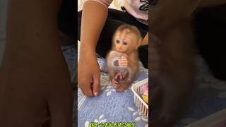 बंदर का बच्चा #004 #animals #babymonkey #monkey #shorts #short #tranding #viral #shortsfeed
