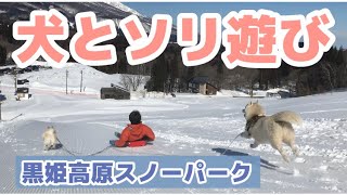 ハスキーとソリ遊び 【黒姫高原スノーパーク】