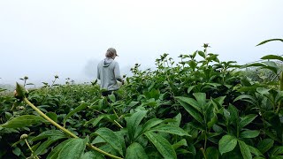 #11 Greenhouse Wagon, First Farmers Market, Peonies - My Flower Farm