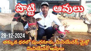 పొట్టి ఆవులు || 9398882019 || తక్కువ ధరలో పుంగనూరు, మినియేచర్, మైక్రో మినియేచర్ ఆవులు\u0026 Punganur Cows