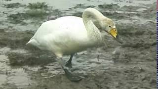 宮城県　鳴子温泉の白鳥