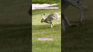 #Shorts  #加拿大移民生活 Springbank Links Golf Club高尔夫球场抓怕，Rabbit running fast 见过这么大的野兔吗？#wildanimals