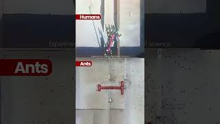 Ants Vs Humans: Problem Solving Skills