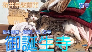 【福井県越前市】御誕生寺で猫に癒されました【猫寺】