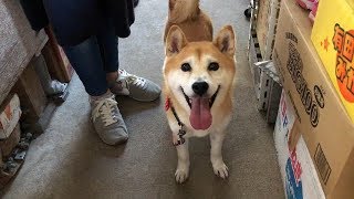 柴犬小春　こうやって新潟に行きました！犬にも優しいサービスエリア