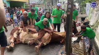 pemotongan hewan qurban sapi simental malbor jumbo 1 ton up oleh guru kita DR KH Izzat Saleh Jaelani