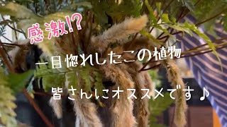 私が興奮するハンギングに最高のあの植物♪紹介します♪